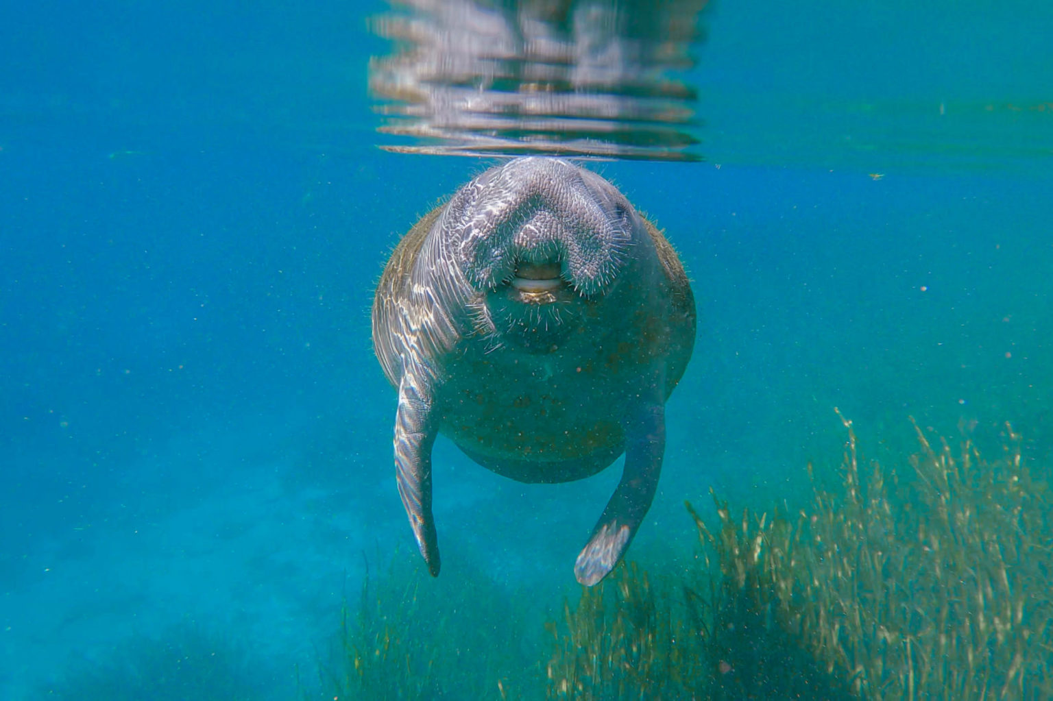 How To See the Florida Manatees at Silver Springs State Park