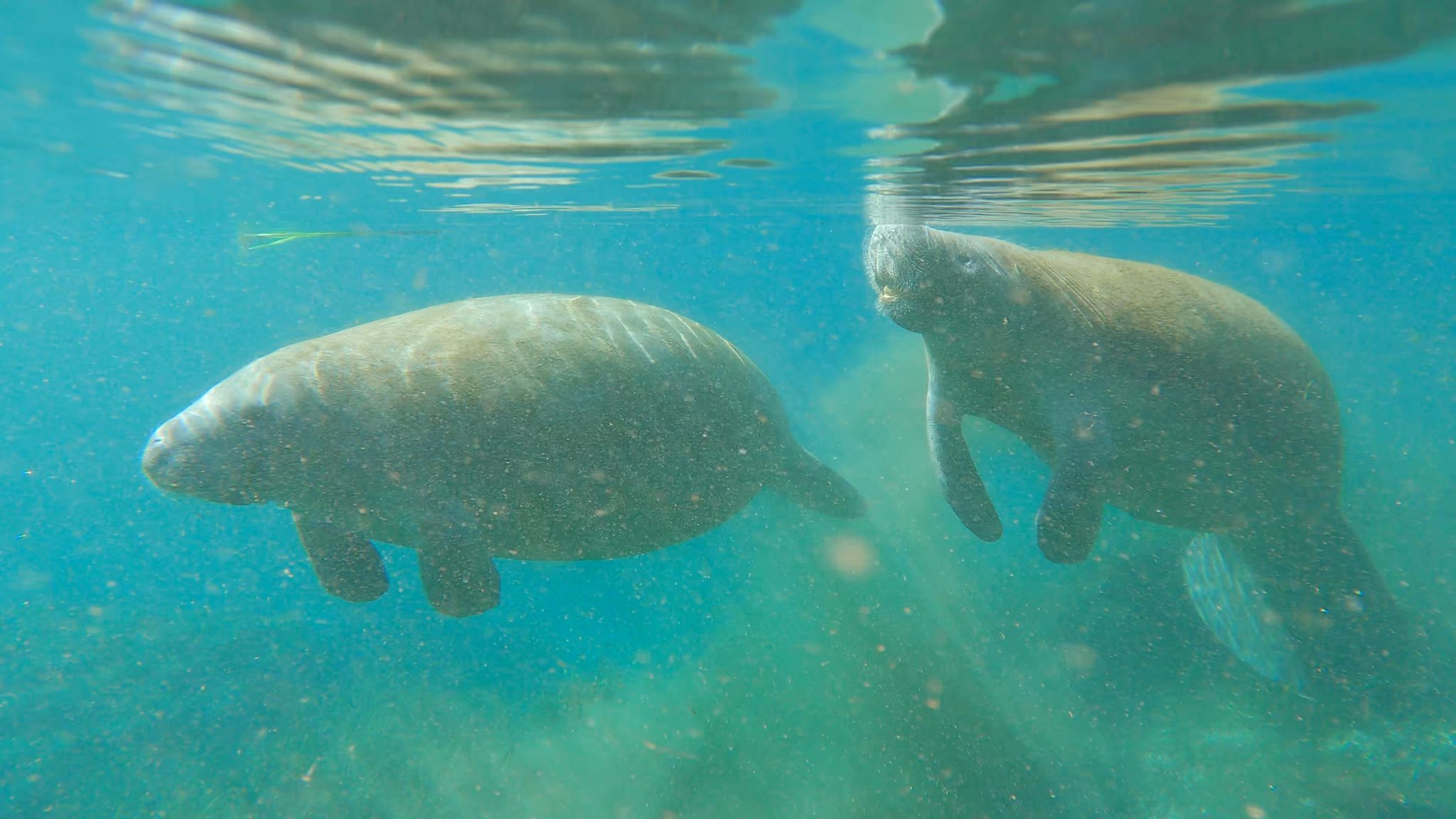 How To See the Florida Manatees at Silver Springs State Park