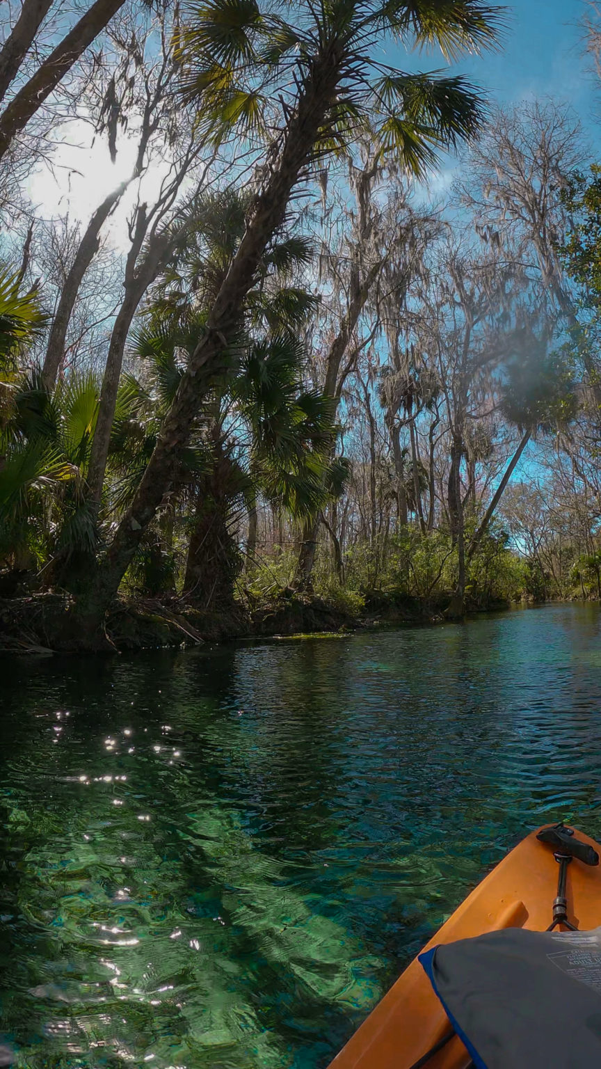 How To See the Florida Manatees at Silver Springs State Park